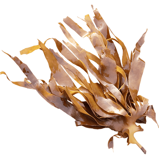 Морские водоросли